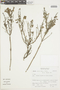 Salvia grisea image