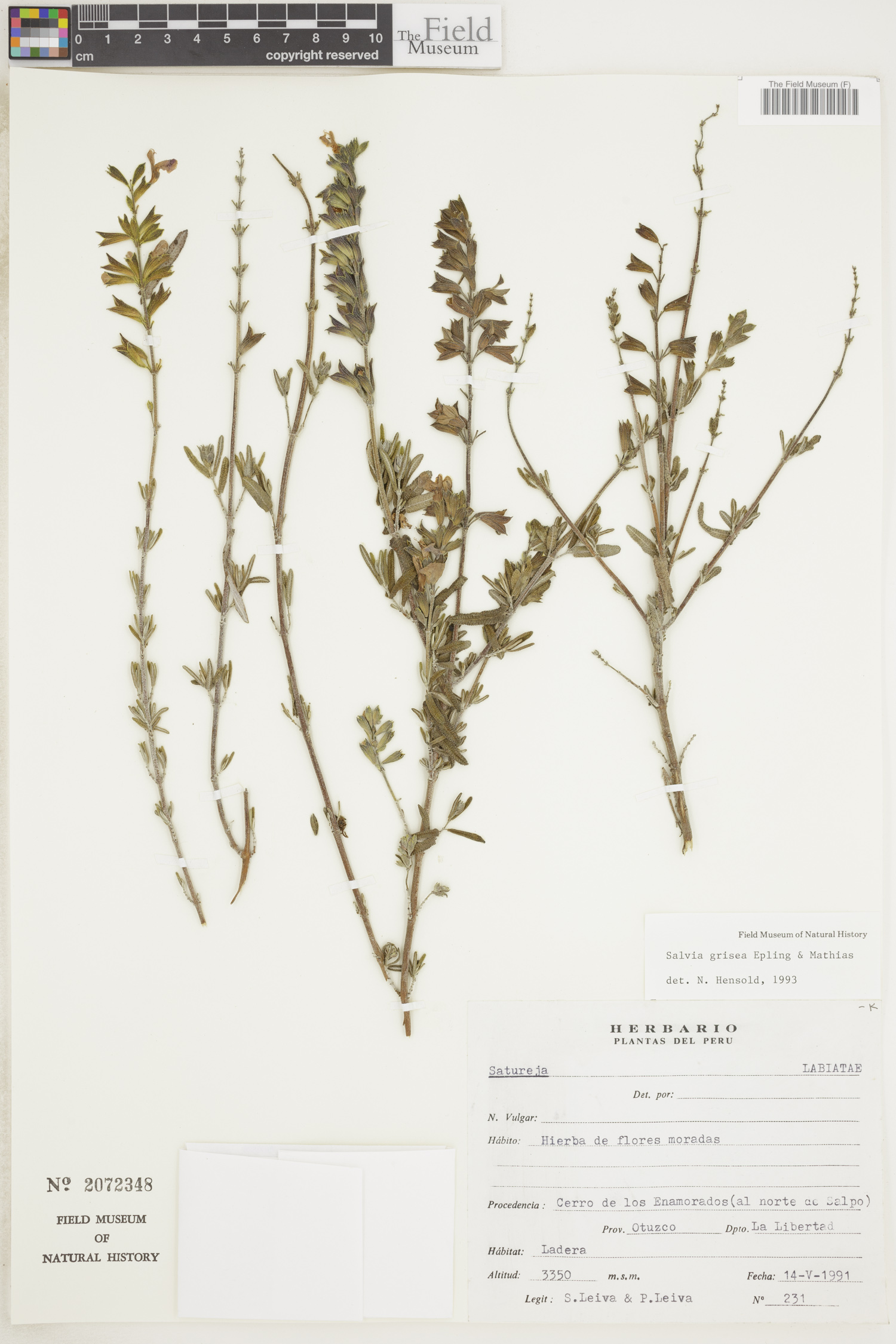 Salvia grisea image