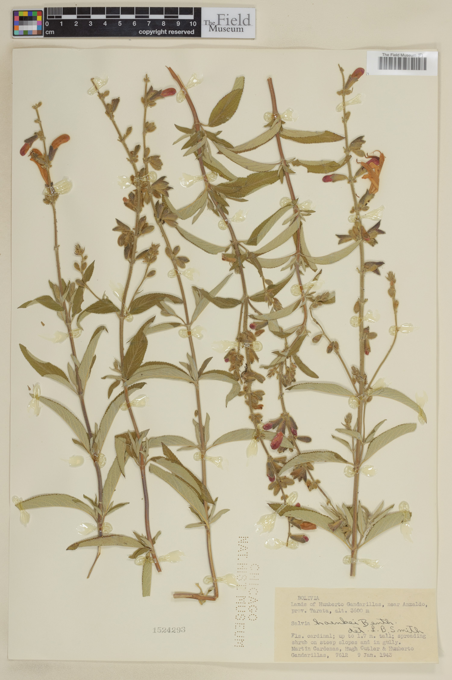 Salvia haenkei image