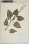 Salvia heerii image
