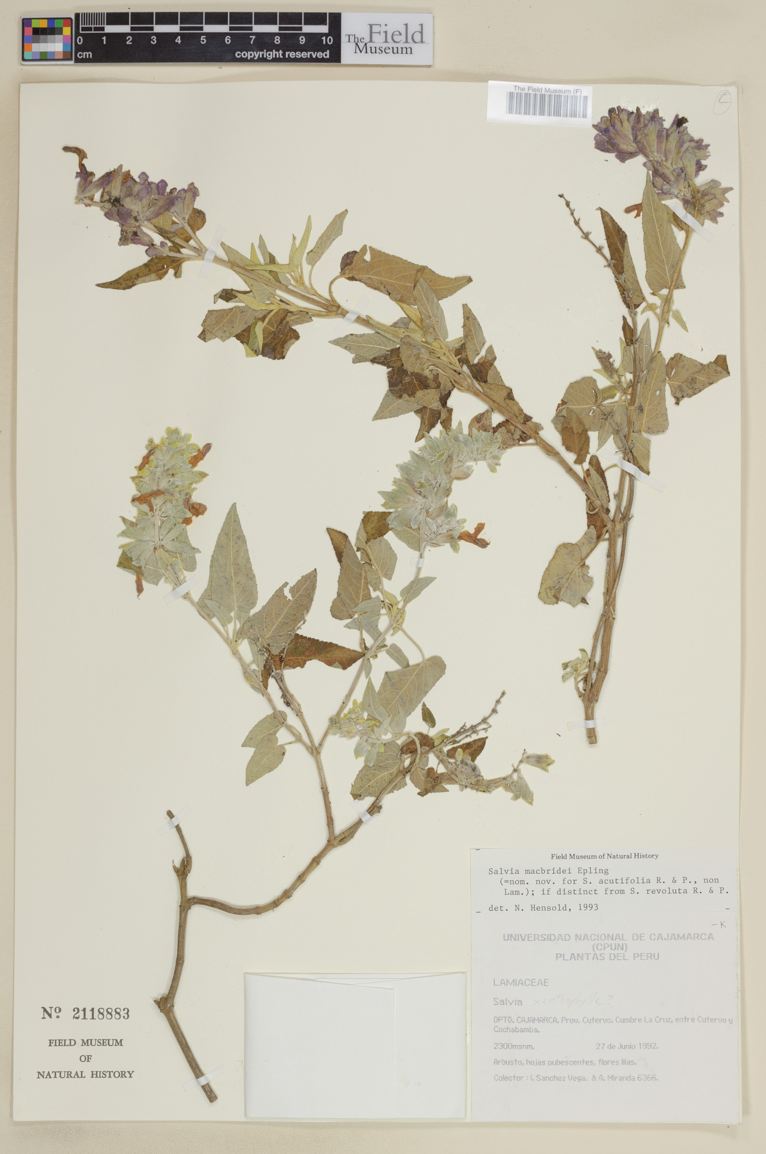 Salvia macbridei image