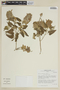 Salvia macbridei image