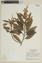 Salvia macrocalyx image