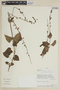 Salvia macrophylla image
