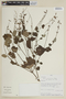 Salvia malacophylla image
