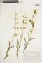 Salvia orbignaei image