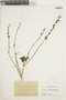 Salvia orthostachys image