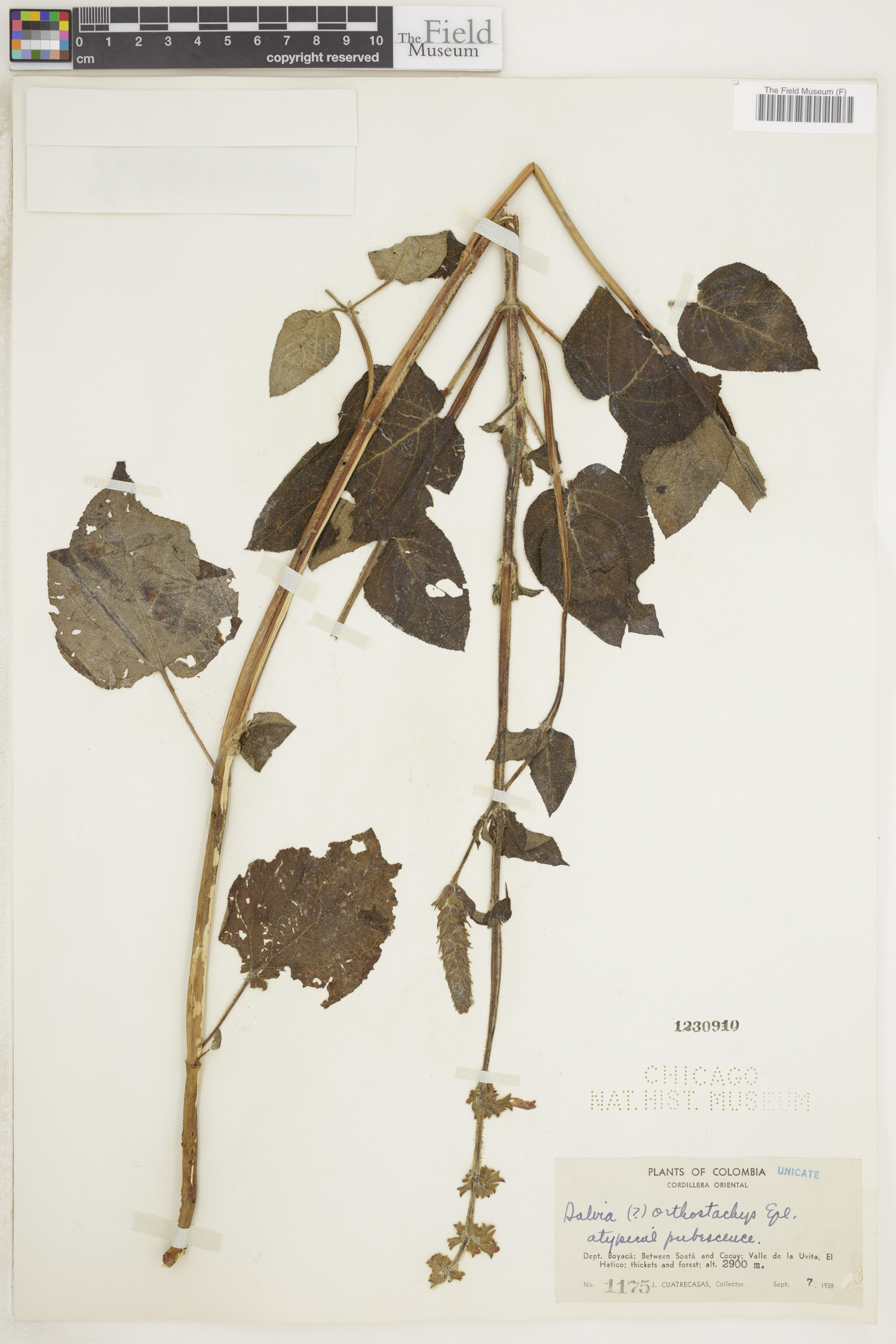 Salvia orthostachys image