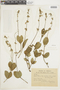 Salvia ovalifolia image