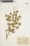 Salvia ovalifolia image