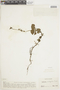Salvia palifolia image