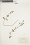 Salvia palifolia image