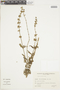 Salvia pallida image