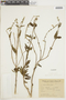 Salvia pallida image