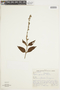 Salvia melissiflora image