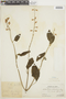 Salvia pauciserrata image