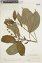 Salvia pauciserrata image