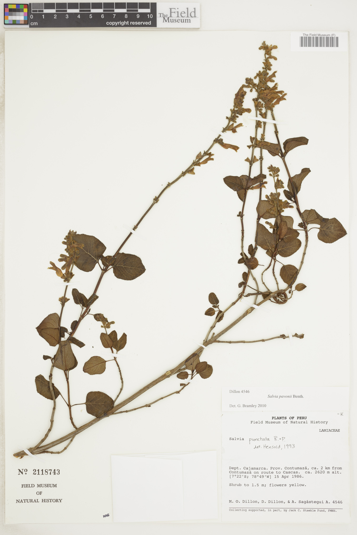 Salvia pavonii image