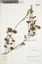 Salvia pavonii image