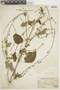 Salvia penduliflora image