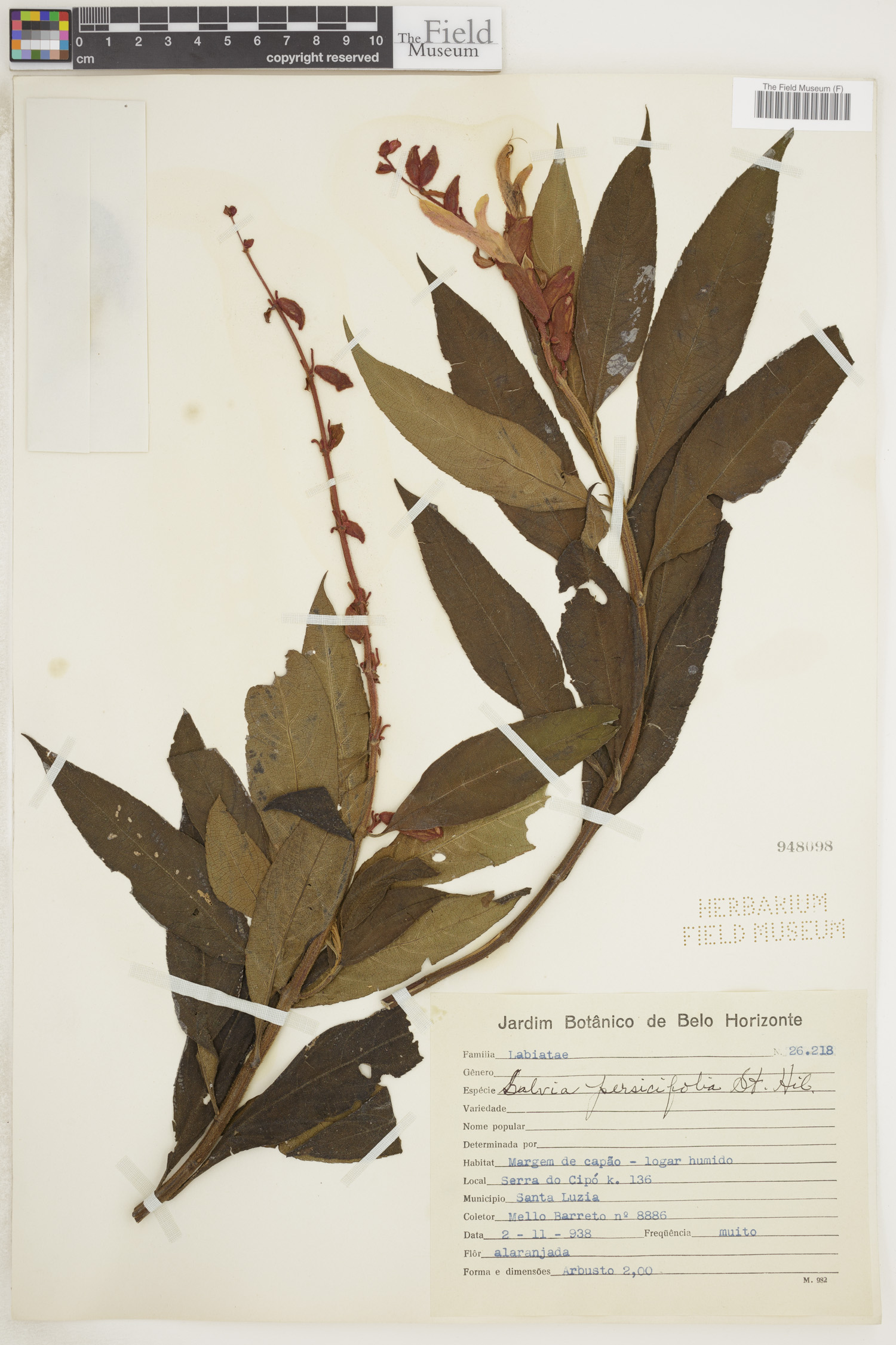 Salvia persicifolia image