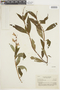 Salvia persicifolia image