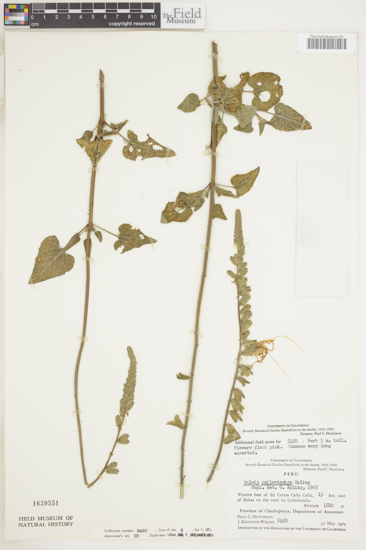 Salvia psilostachya image