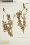 Salvia punctata image