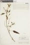 Salvia quitensis image