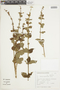 Salvia regnelliana image