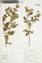 Salvia regnelliana image
