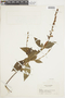 Salvia rufula image