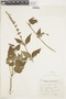 Salvia rypara image