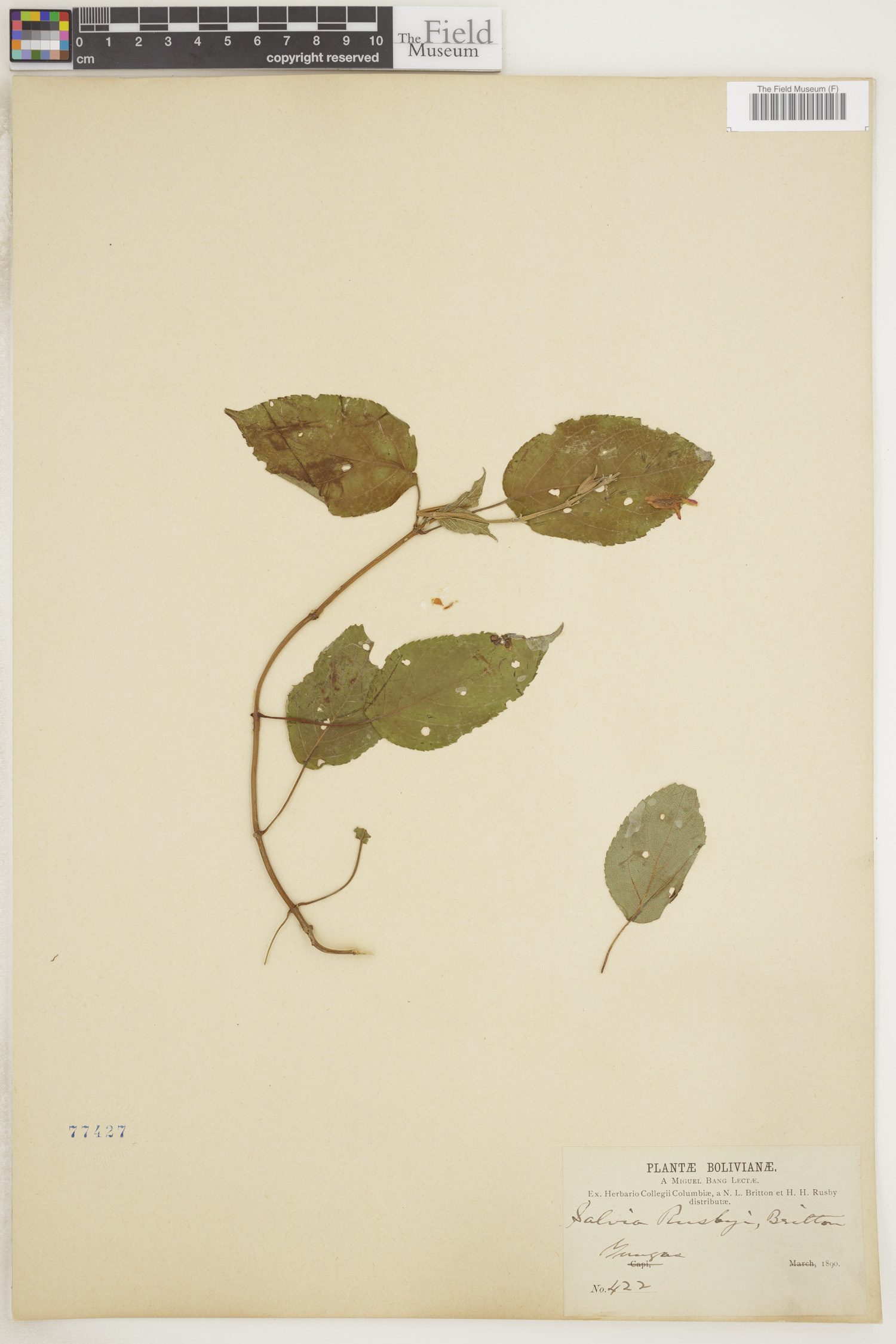 Salvia rusbyi image