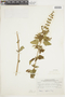 Salvia rypara image