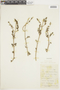 Salvia sarmentosa image