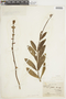 Salvia scabrida image