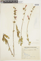 Salvia scabrida image