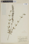 Salvia flocculosa image
