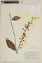 Salvia florida image