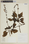 Salvia florida image