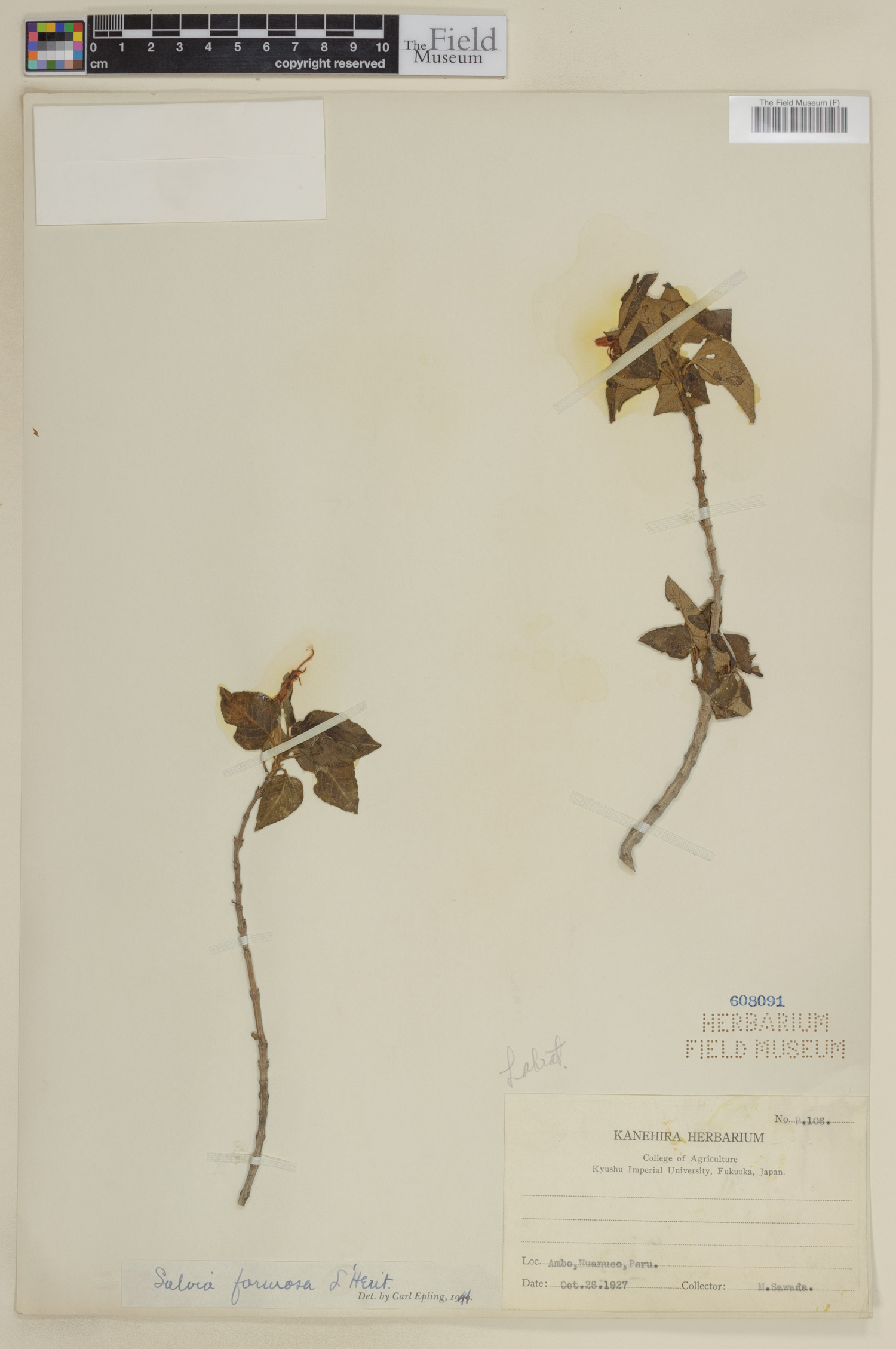 Salvia formosa image