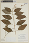 Salvia fruticetorum image