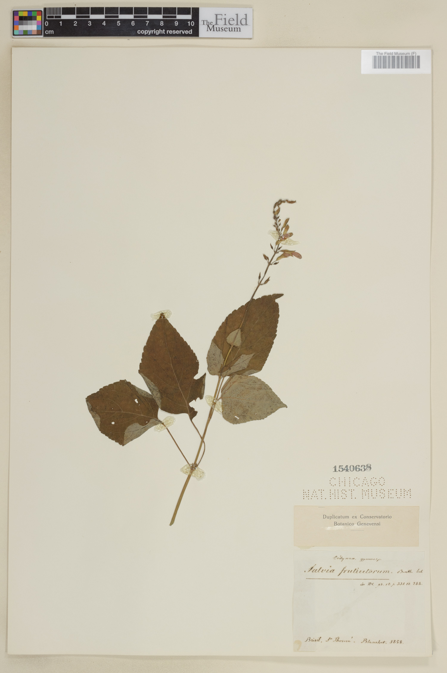 Salvia fruticetorum image