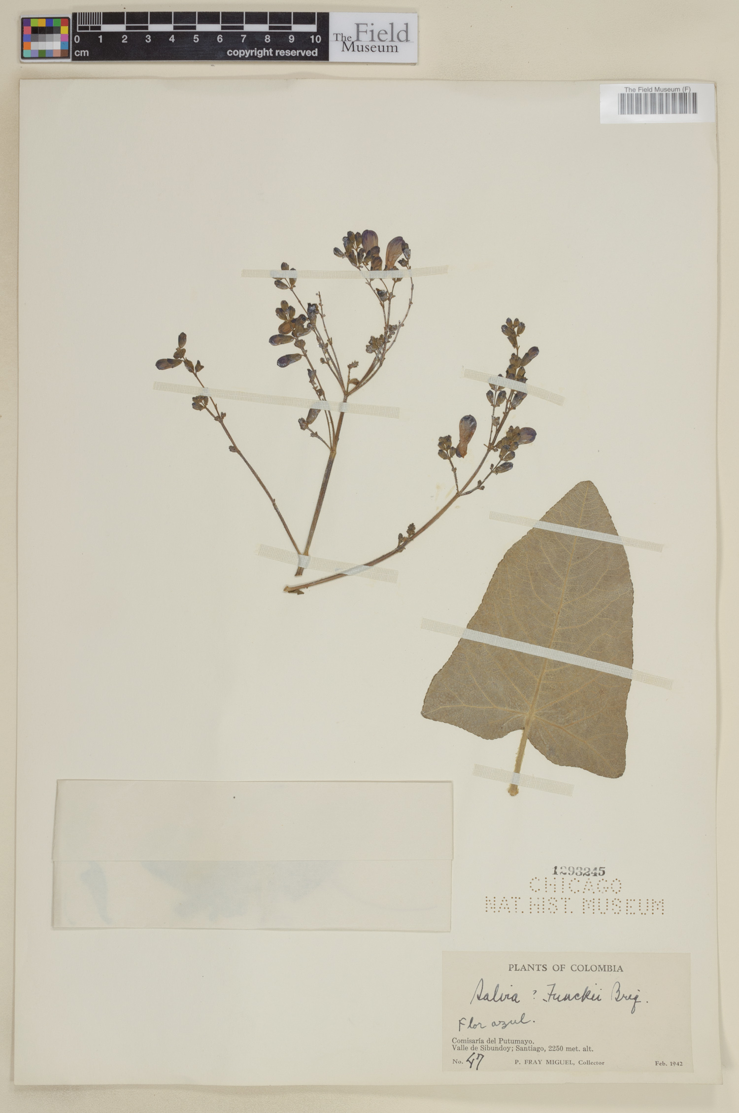 Salvia funckii image