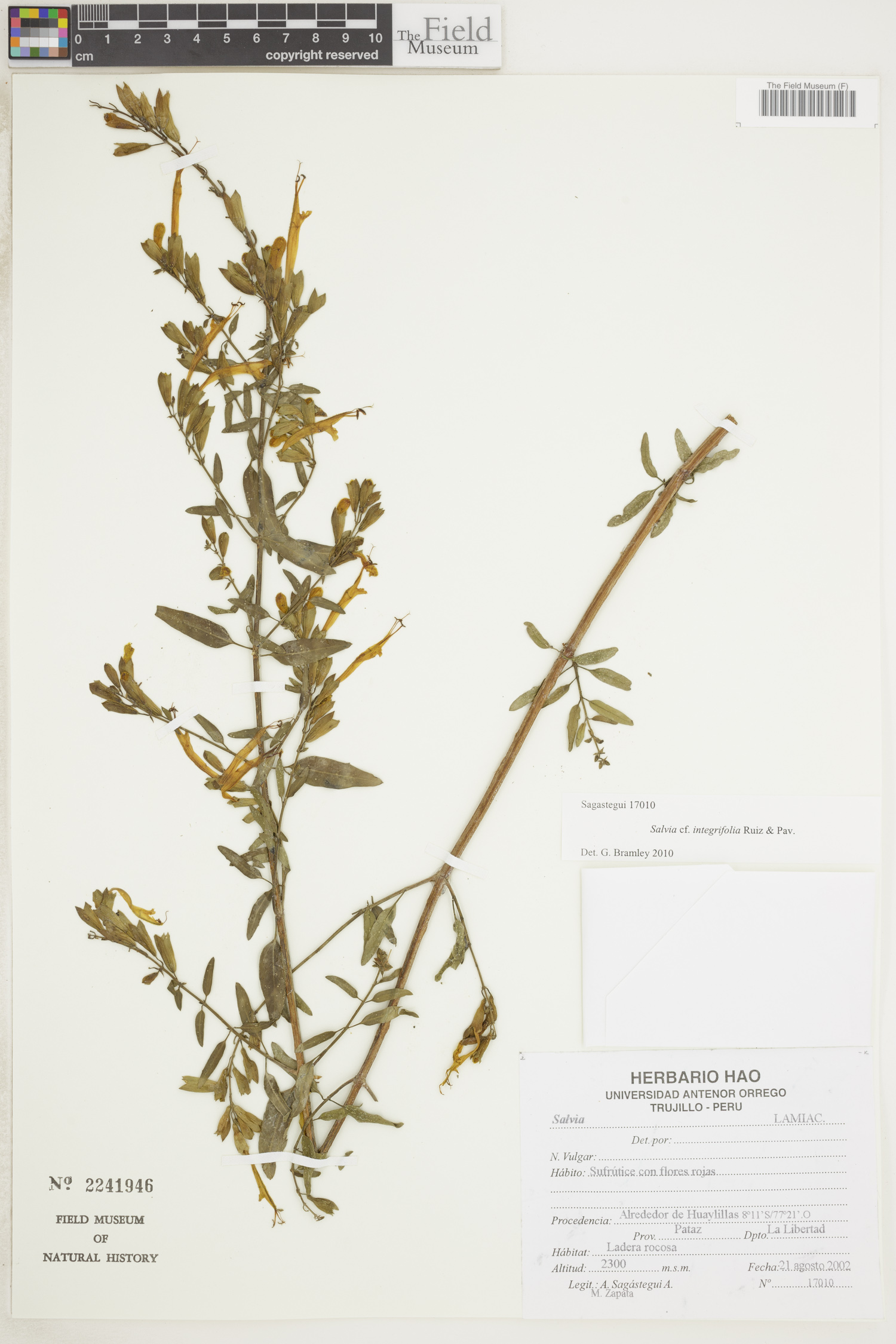 Salvia integrifolia image