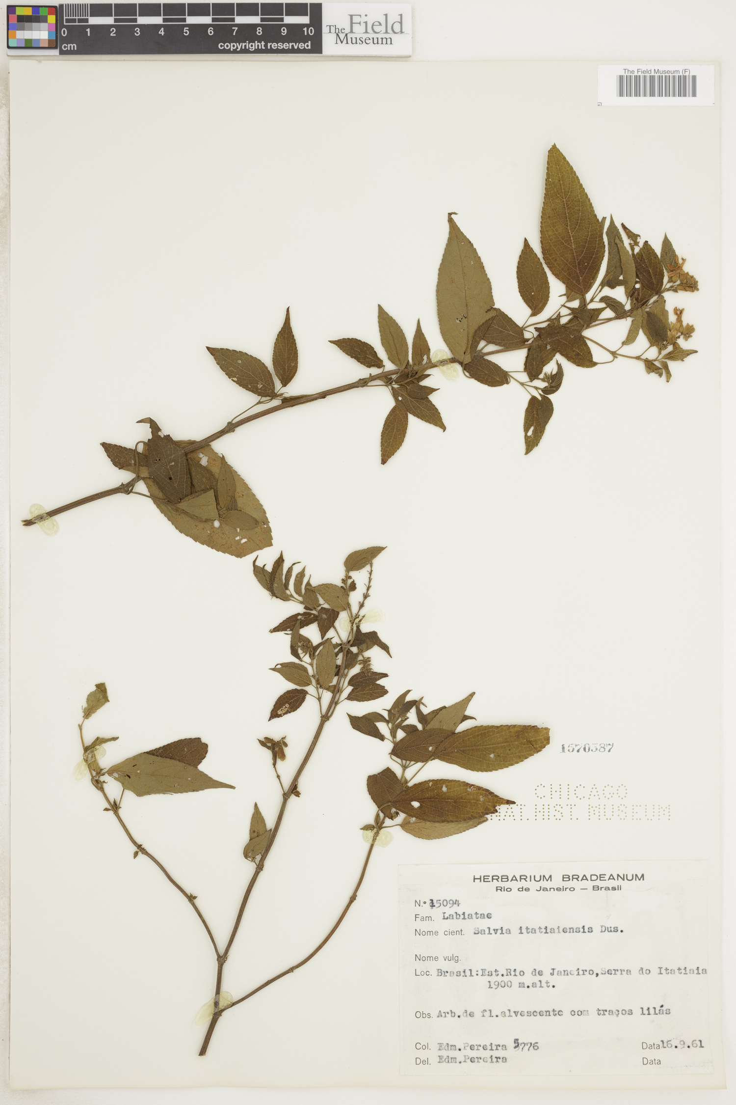 Salvia itatiaiensis image