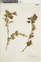 Salvia itatiaiensis image