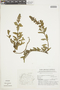 Salvia lachnostachys image