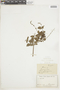 Salvia occidentalis image